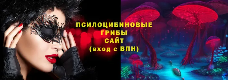 как найти   Мичуринск  Галлюциногенные грибы Cubensis 